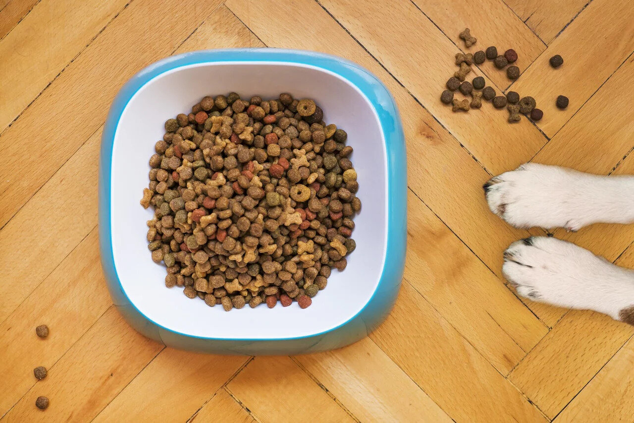 grain-free-dog-food-recipe